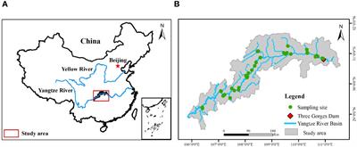 Patterns and drivers of plant carbon, nitrogen, and phosphorus stoichiometry in a novel riparian ecosystem